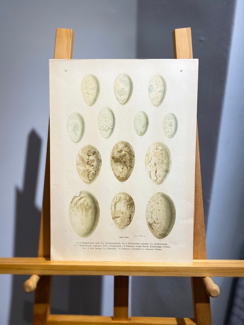 古董 19 世纪德国欧洲鸟蛋石版画图鉴 - 海报/装饰画/版画 - 纸 