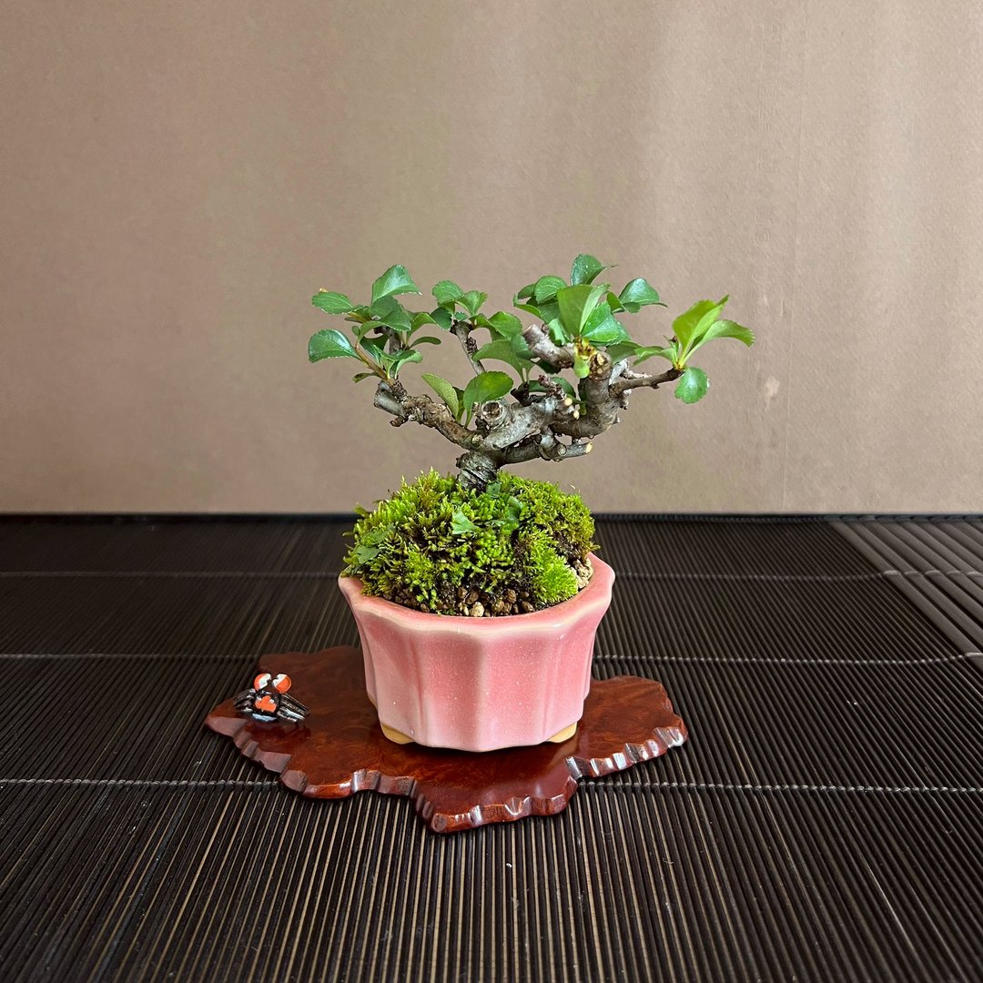 日本米白花长寿梅∣迷你盆景 结果中 - 植栽/盆栽 - 植物．花 
