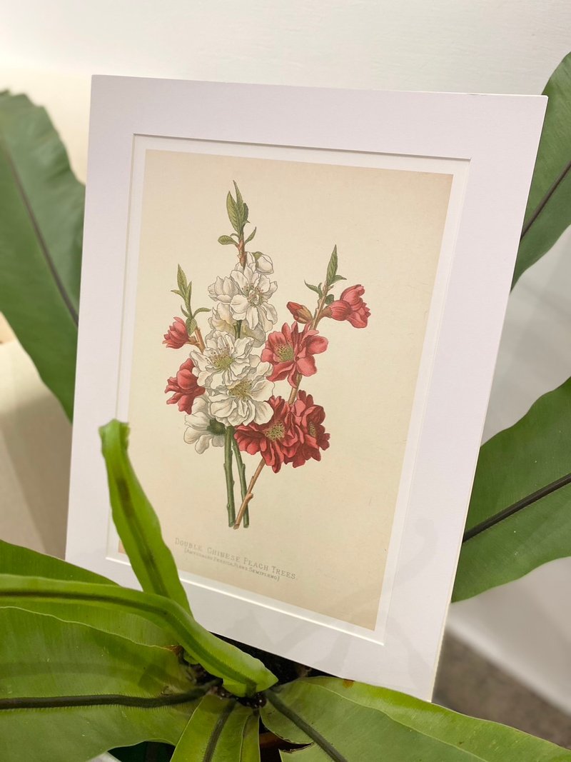本店独立印制英国古典植物图鉴Flower Garden 花卉插画 - 海报/装饰画/版画 - 纸 