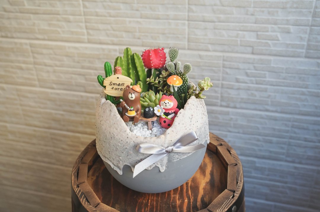 【竒植花物】大可爱蛋型仙人掌多肉盆栽 生日礼物 开幕升迁礼物 - 植栽/盆栽 - 植物．花 