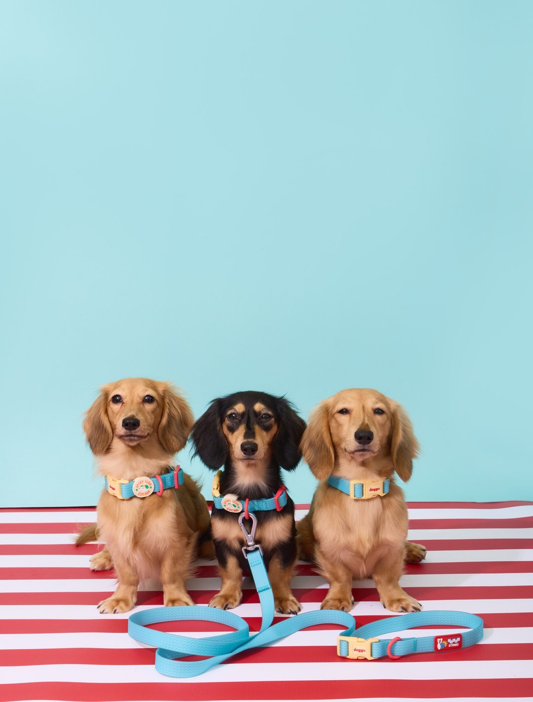 DOGGU PETS 项圈和牵引绳 100% 防水，干燥快，小型犬和大型犬都可以穿戴，Sport Club 型号。 - 衣/帽 - 防水材质 多色