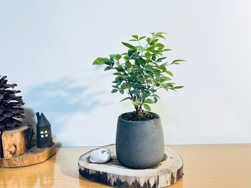 南天竹 l 小品苔盆 室内植栽 礼物 长辈送礼 - 植栽/盆栽 - 植物．花 