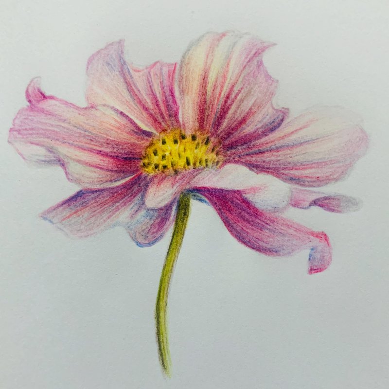 色铅笔体验课程 - 插画/绘画/写字 - 其他材质 