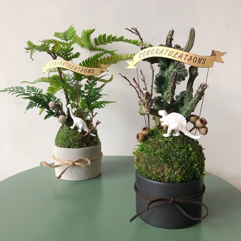 侏罗纪苔球蕨类植栽 - 植栽/盆栽 - 植物．花 绿色