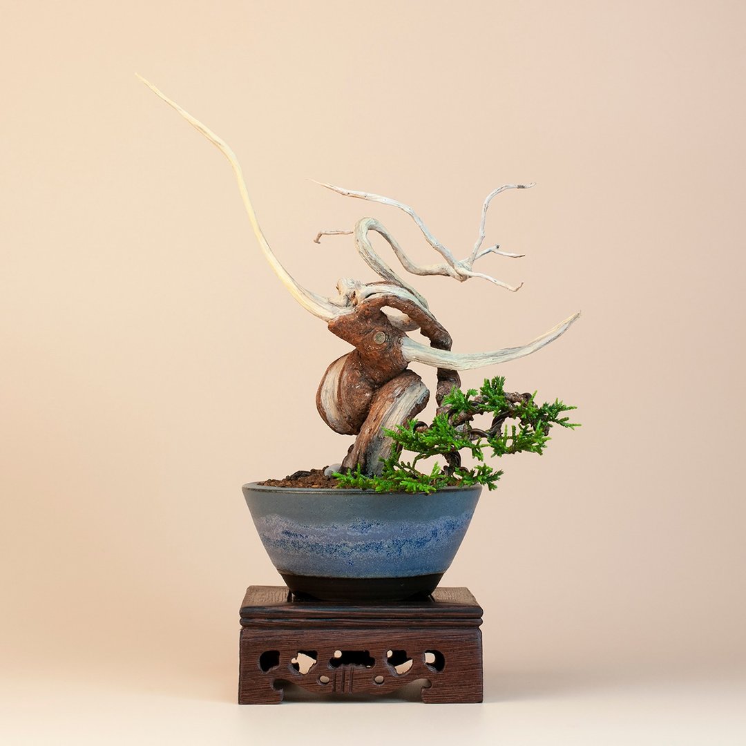 【日本植物】 系鱼川真柏 茶道意境 小品盆栽 - 植栽/盆栽 - 植物．花 