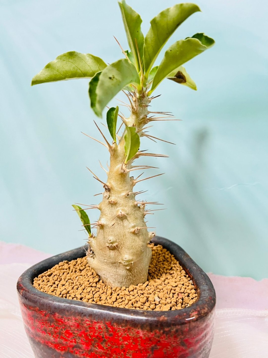 白马城棒槌树 Pachypodium saundersii 块根多肉植物 - 植栽/盆栽 - 塑料 黑色