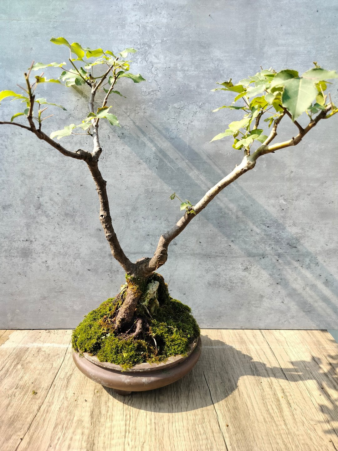 附石盆栽--枫香 - 植栽/盆栽 - 植物．花 