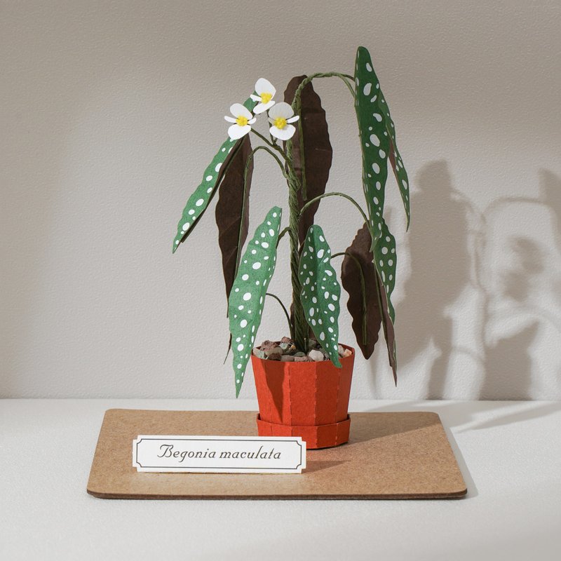 【银点秋海棠】 纸模型 纸植栽 材料包 纸风景 L| 9028407 - 木工/竹艺/纸艺 - 纸 