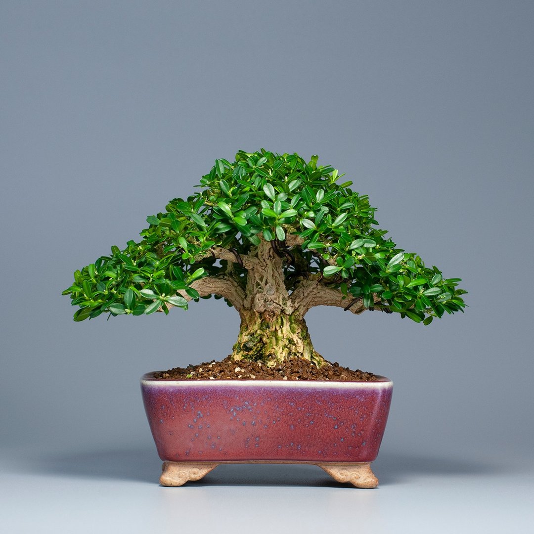 【空间摆设】精品盆栽 送礼推荐 雅致生活 - 植栽/盆栽 - 植物．花 