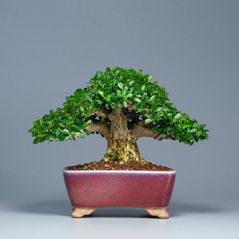 【空间摆设】精品盆栽 送礼推荐 雅致生活 - 植栽/盆栽 - 植物．花 