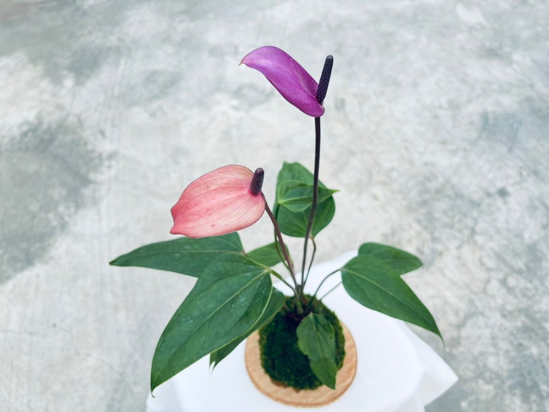 香妃火鹤莲 l 植物苔球 长辈送礼 礼物 室内植栽 开幕盆栽 - 植栽/盆栽 - 植物．花 