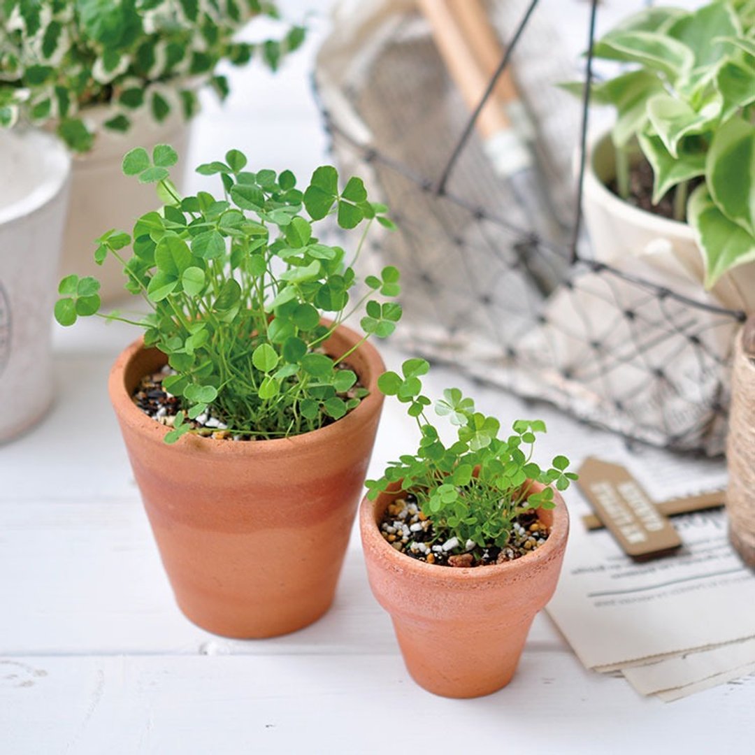 Terracotta Garden 陶盆杂货植栽盆器 / 四叶草 幸运草 - 植栽/盆栽 - 陶 咖啡色