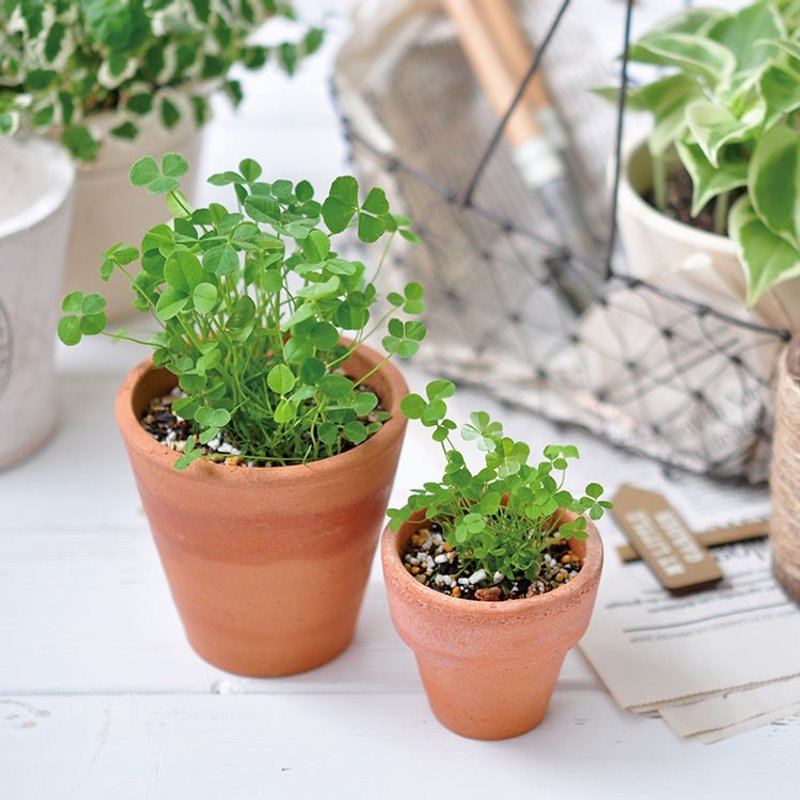 Terracotta Garden 陶盆杂货植栽盆器 / 四叶草 幸运草 - 植栽/盆栽 - 陶 咖啡色