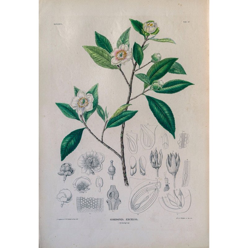 大头茶属 Gordonia Excelsa - 植物图鉴-版画 - 海报/装饰画/版画 - 纸 