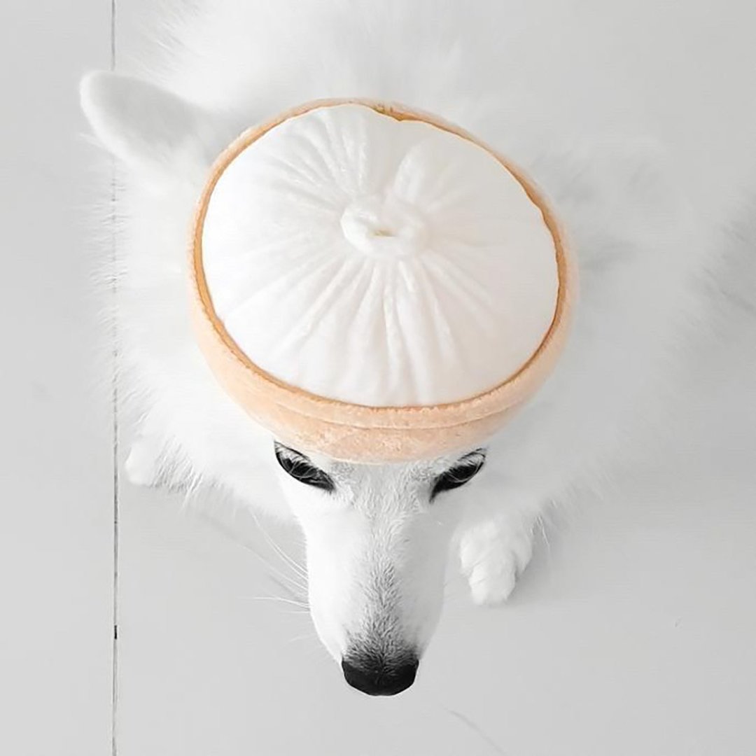 Furball Xiao Long Bao Squeakie Chew Toy - 玩具 - 棉 白色