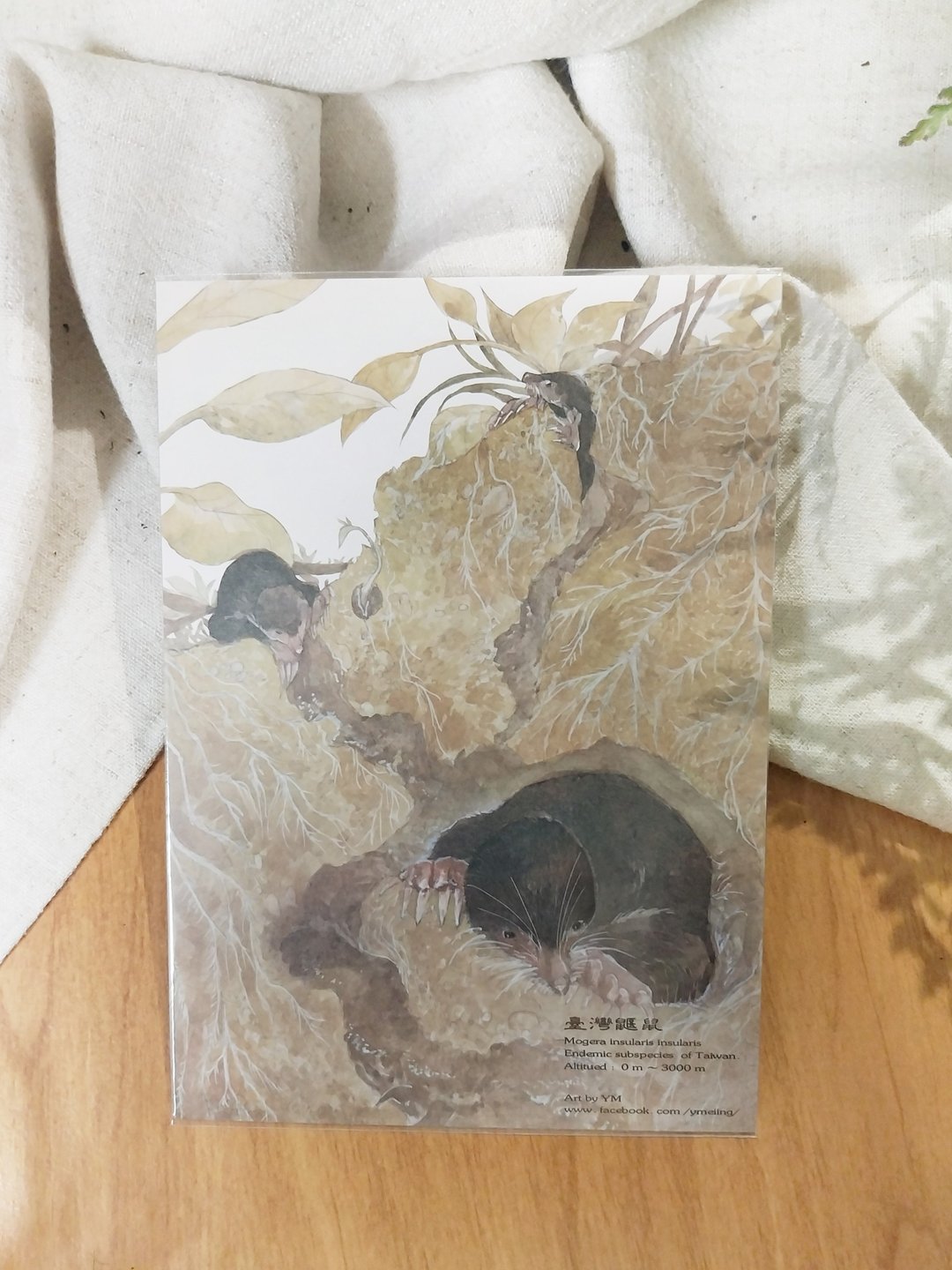 鼹鼠-台湾特有动物系列-特有亚种 台湾 明信片 - 卡片/明信片 - 纸 