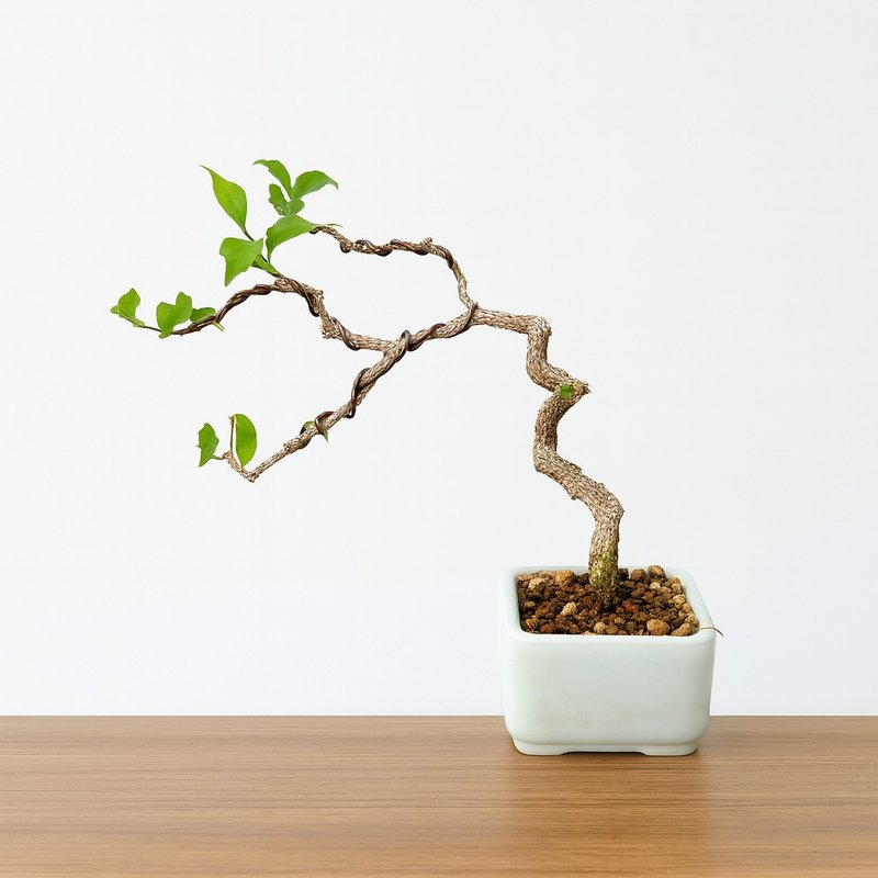 小品盆栽・李氏樱桃 - 植栽/盆栽 - 植物．花 