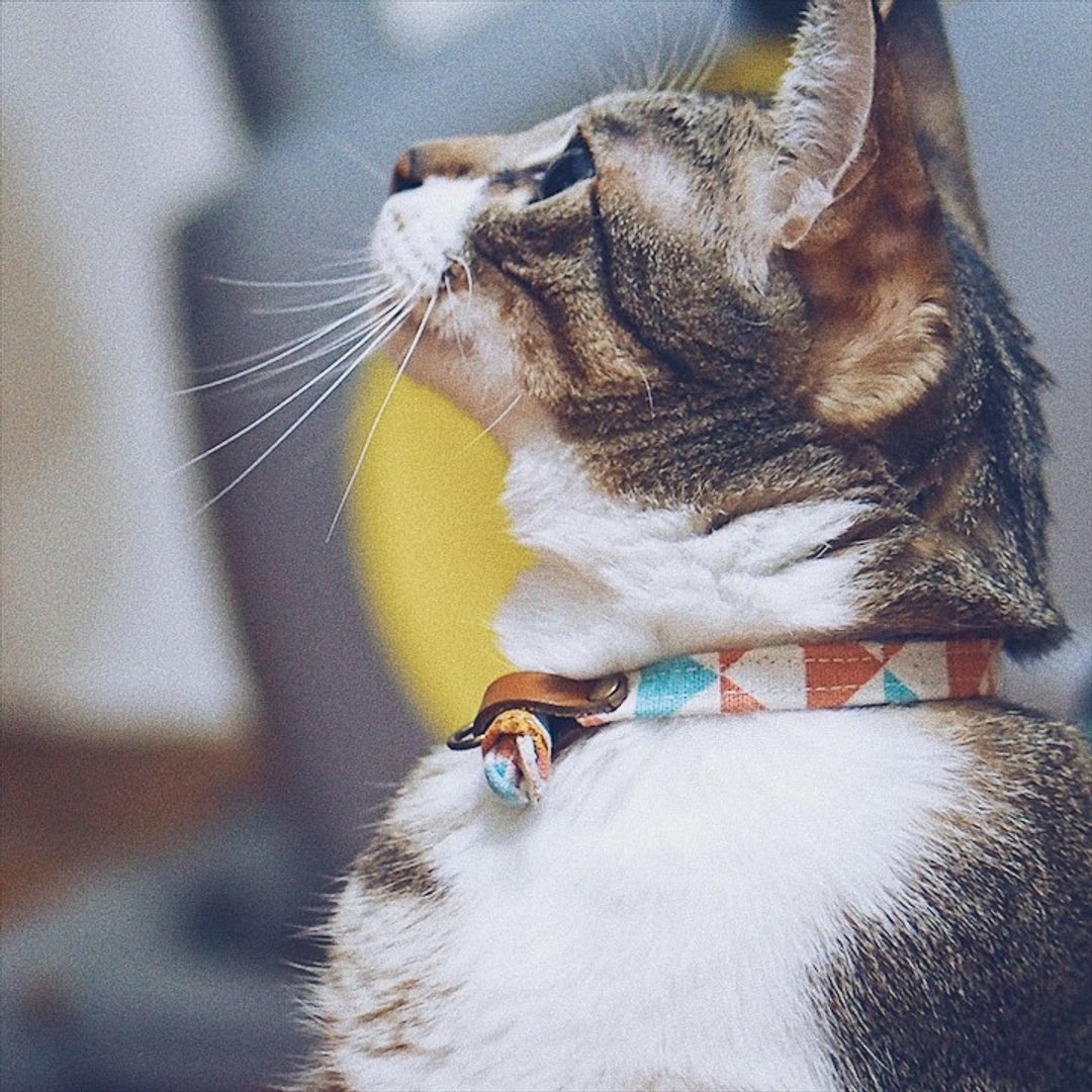 猫 项圈 粉红 三角格纹 长颈鹿 附铃铛 可加购吊牌 - 项圈/牵绳 - 棉 