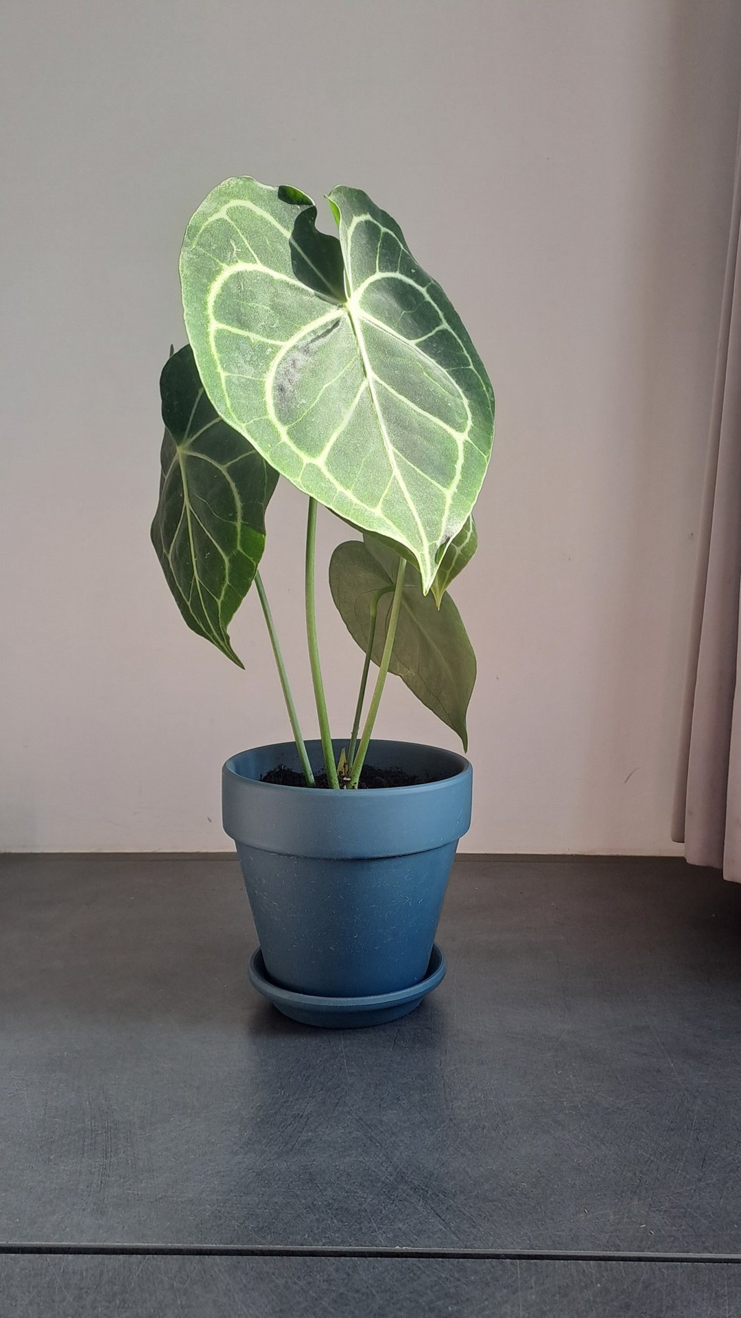 【苔疗愈】圆叶花烛/开幕/送礼/陶盆/盆栽 - 植栽/盆栽 - 玻璃 透明