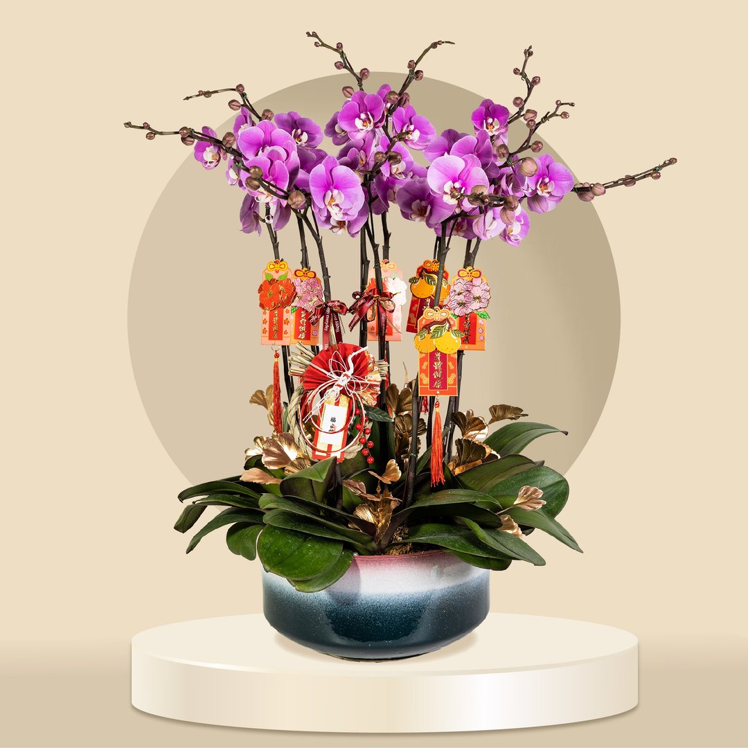 安娜蝴蝶兰10棵 (GF00070) 兰花 新春兰花 年花 自家兰花园种植 - 植栽/盆栽 - 植物．花 