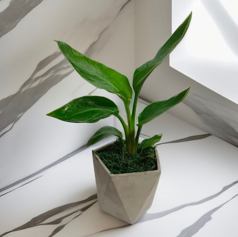 水泥盆 格雷灰质感 天堂鸟盆栽 送礼自用工业风 - 植栽/盆栽 - 水泥 