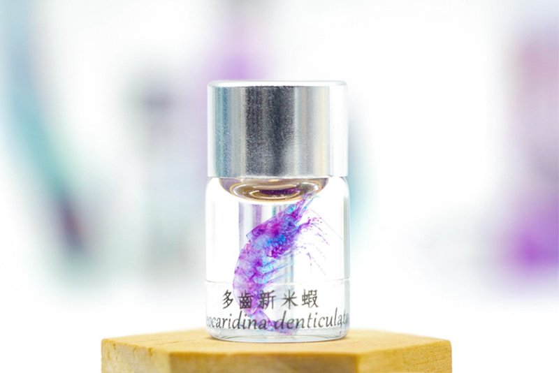 透明生物标本 - 多齿新米虾 Neocaridina denticulata - 摆饰 - 玻璃 