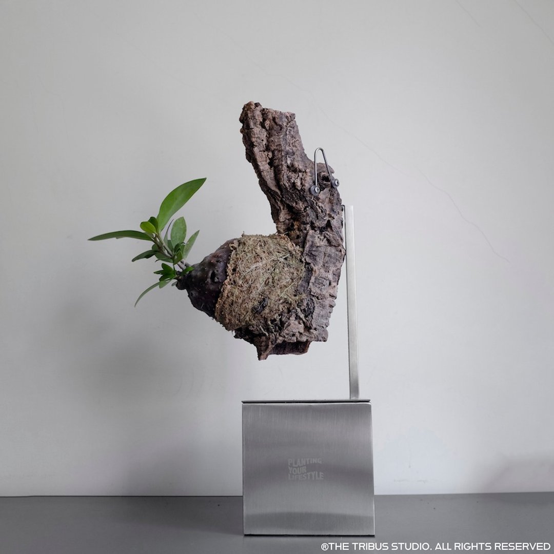 PLATY STAND 植物立架 - 植栽/盆栽 - 不锈钢 银色