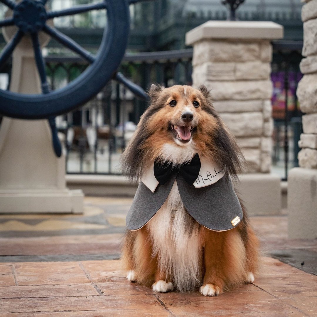 Pet Minimal Overcoat - Classic Collection - 衣/帽 - 棉．麻 灰色