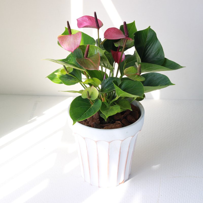 植栽 盆栽 l 小蓝莓火鹤花(大盆)  室内植物 办公室盆栽 开幕盆栽 - 植栽/盆栽 - 陶 