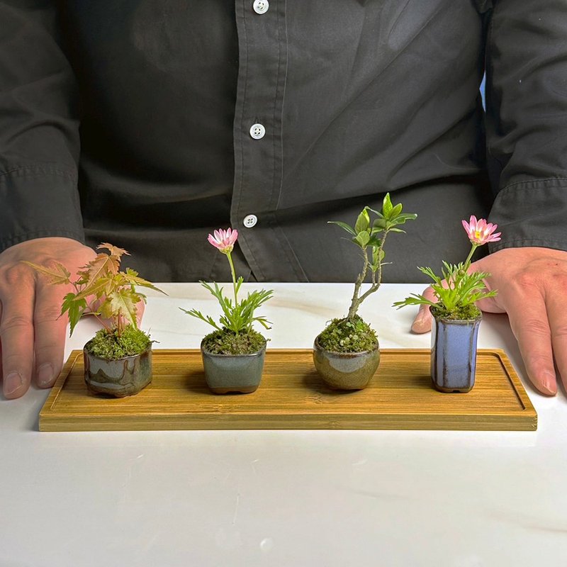 苔藓拇指盆 / 豆盆 / 微景观 / 疗愈 / 空气过滤 - 植栽/盆栽 - 植物．花 