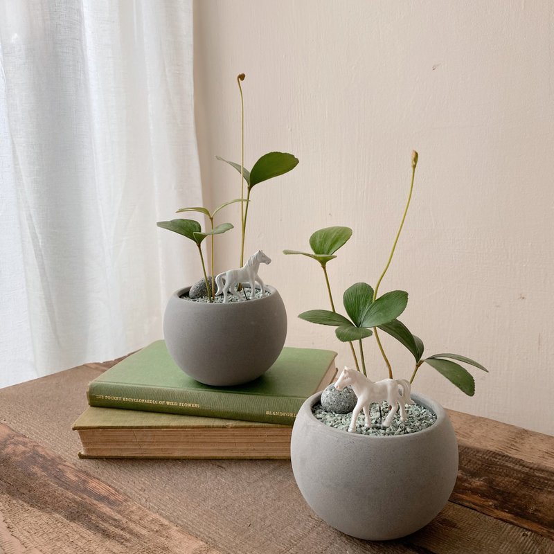 幸运木铁树植栽 办公室植栽 马上幸运 - 植栽/盆栽 - 植物．花 绿色