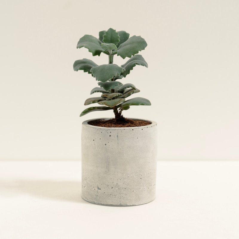 千兔耳│泥作系列│福所栽 - 植栽/盆栽 - 水泥 银色