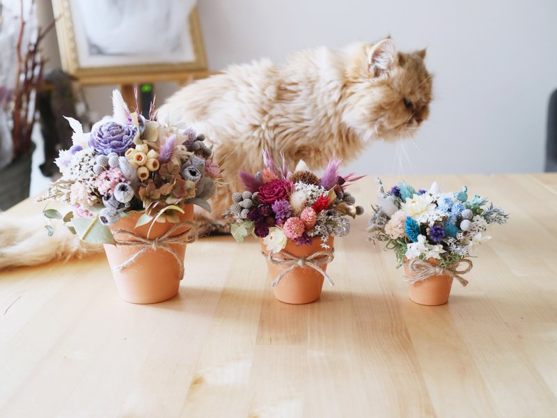 PJ小花园* |干燥花盆栽| 新年礼物 办公室 桌花 - 植栽/盆栽 - 植物．花 多色