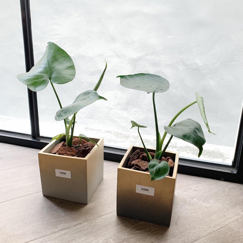 /克林姆系列-礼物盒/ 喷金渐层水泥盆栽 可加购龟背芋 - 植栽/盆栽 - 水泥 金色