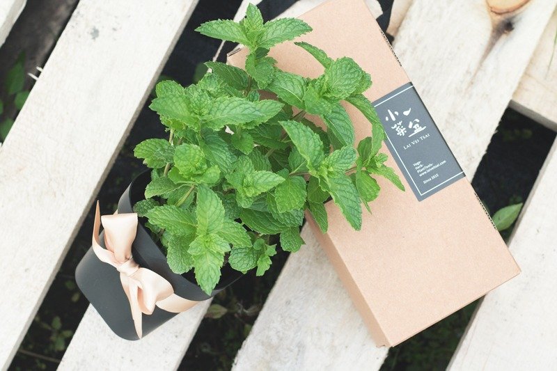 尼德兰绿薄荷-香草盆栽礼物款 - 植栽/盆栽 - 植物．花 绿色
