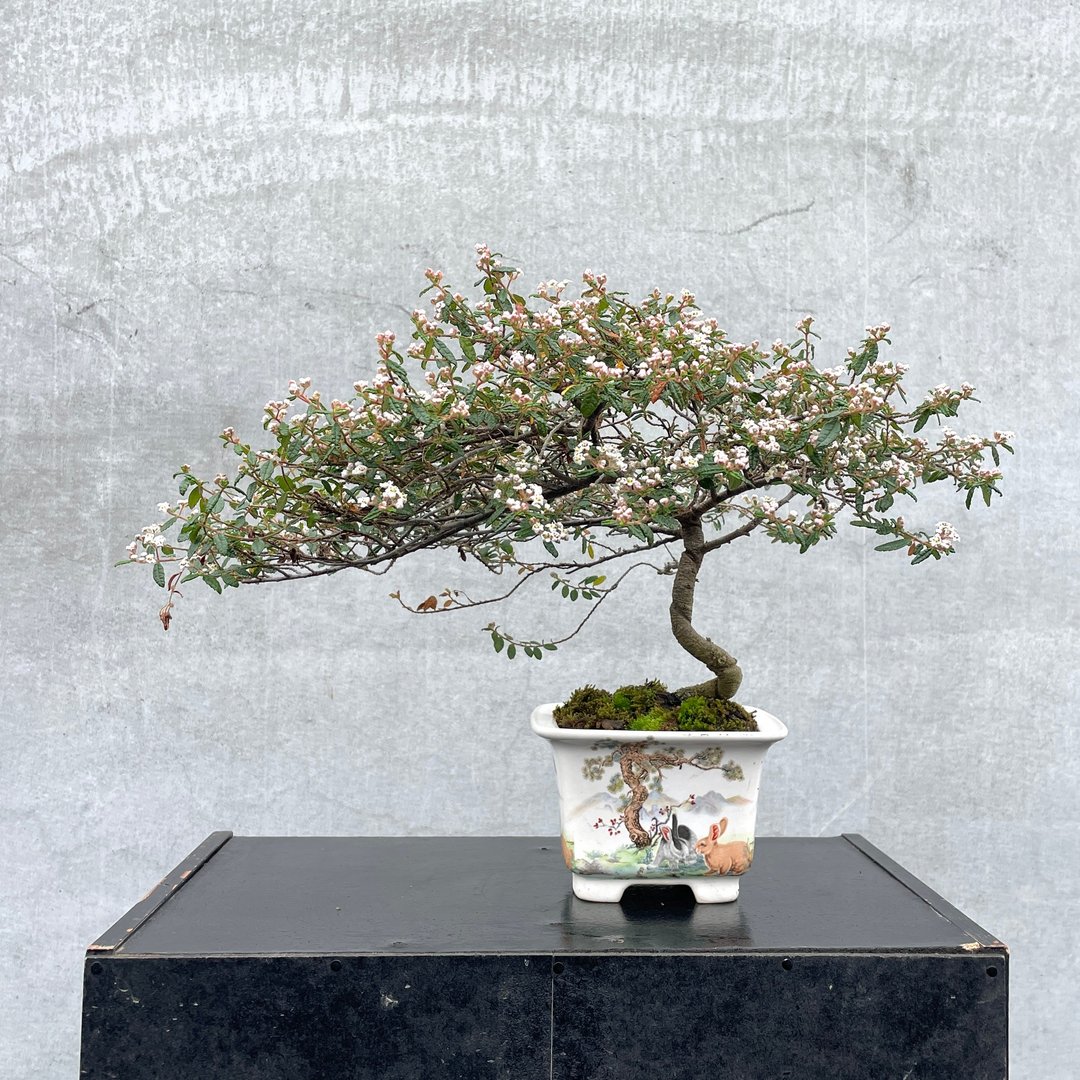 小品盆栽-日本天皇梅 稀有 客订勿下单 - 植栽/盆栽 - 植物．花 