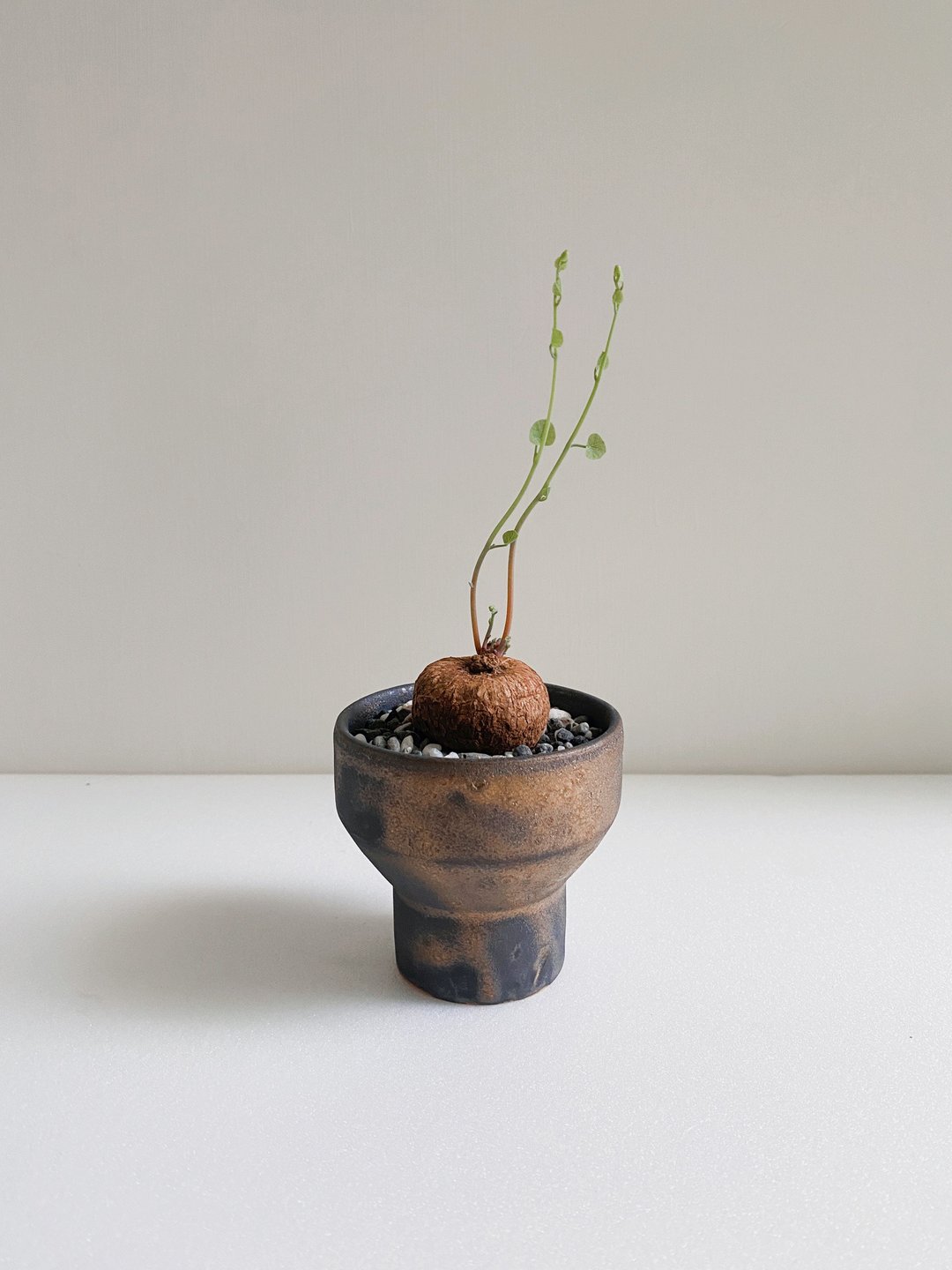 红藤山乌龟与黑金手作陶 - 植栽/盆栽 - 陶 金色