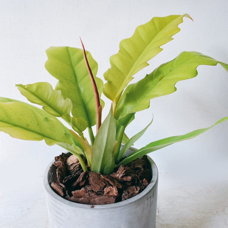 盆空间・火之戒蔓绿绒 室内观赏植物绿化盆栽植栽 水泥盆 5寸盆 - 植栽/盆栽 - 植物．花 