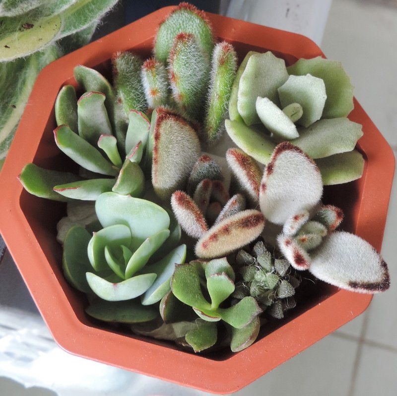 多肉植物 多肉组盆材料【8种多肉/组(无根)】 - 植栽/盆栽 - 植物．花 