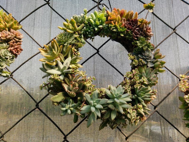 【OliverGreen 多肉花圈】 彩色跳跳糖 - 植栽/盆栽 - 植物．花 多色