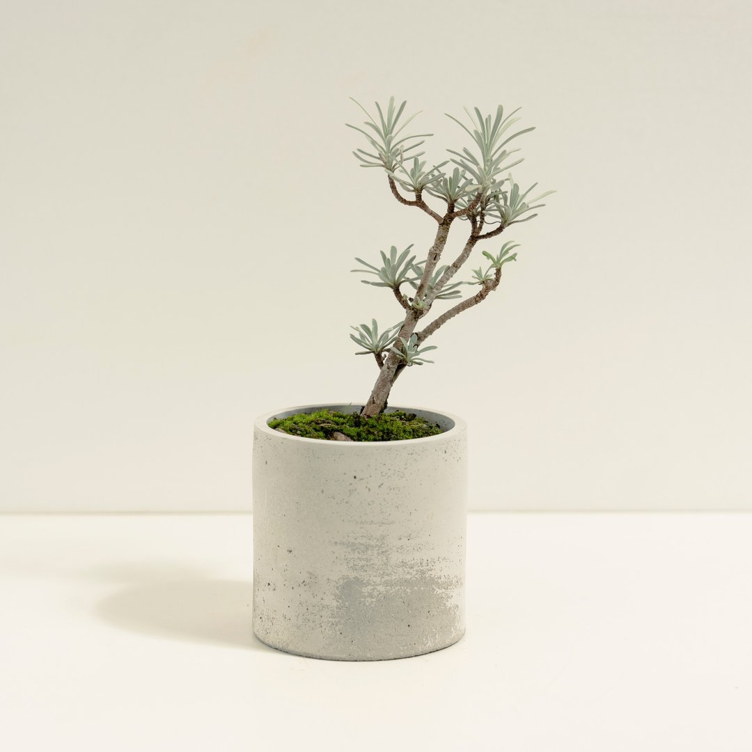 日本芙蓉│泥作系列│福所栽 - 植栽/盆栽 - 水泥 银色