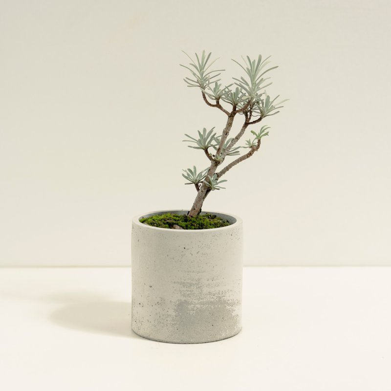 日本芙蓉│泥作系列│福所栽 - 植栽/盆栽 - 水泥 银色