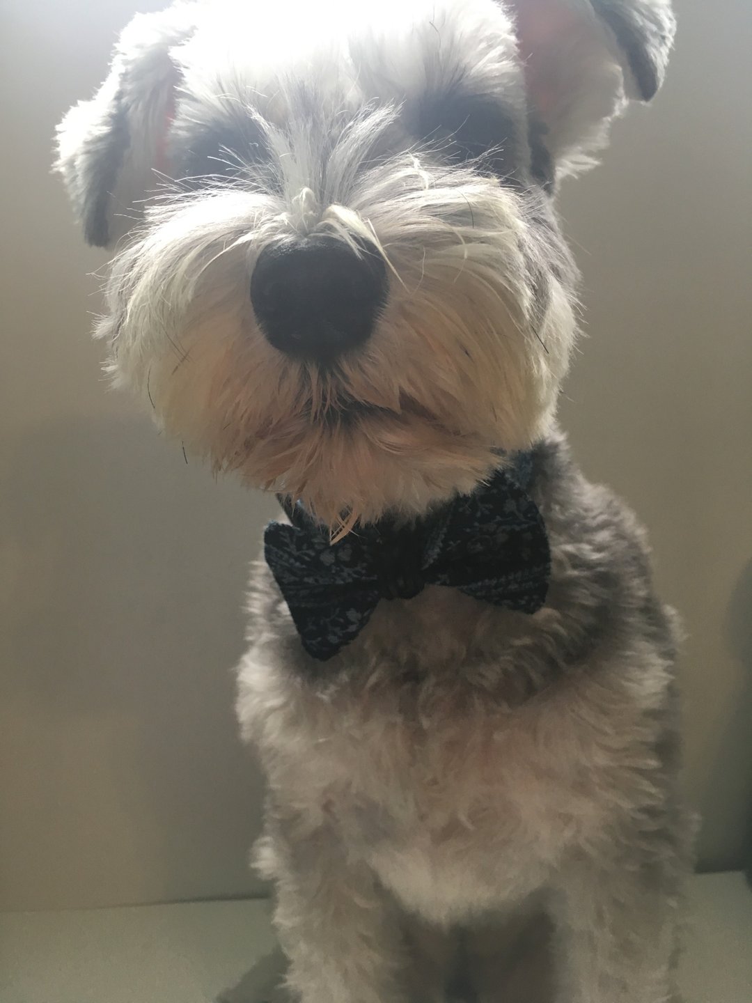 Pet Bow Tie 宠物领结 煲呔 - 项圈/牵绳 - 真皮 蓝色