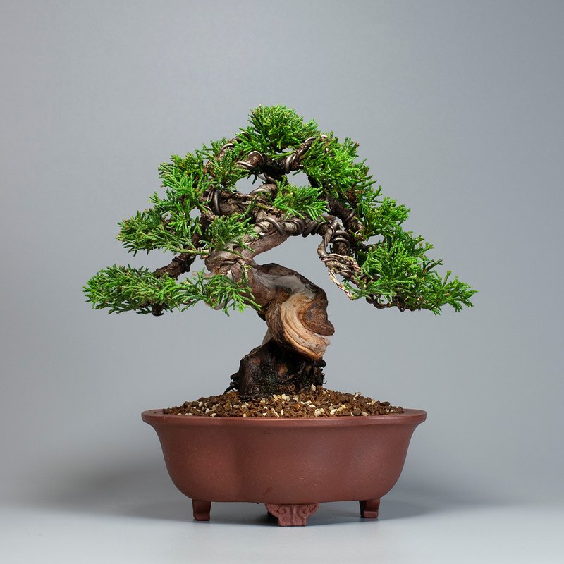 【日本植物】系鱼川真柏 精品盆栽 送礼推荐 - 植栽/盆栽 - 植物．花 