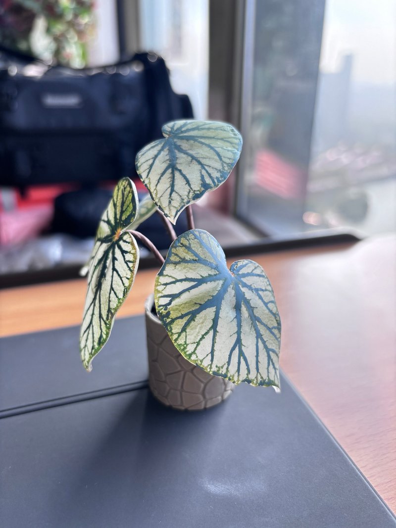 微缩绿植摆件-秋海棠系列 - 植栽/盆栽 - 塑料 银色