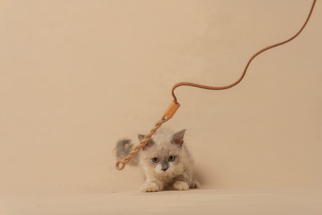 原革-逗猫绳 - 玩具 - 真皮 卡其色