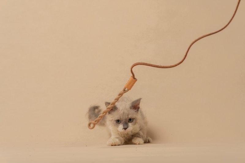 原革-逗猫绳 - 玩具 - 真皮 卡其色