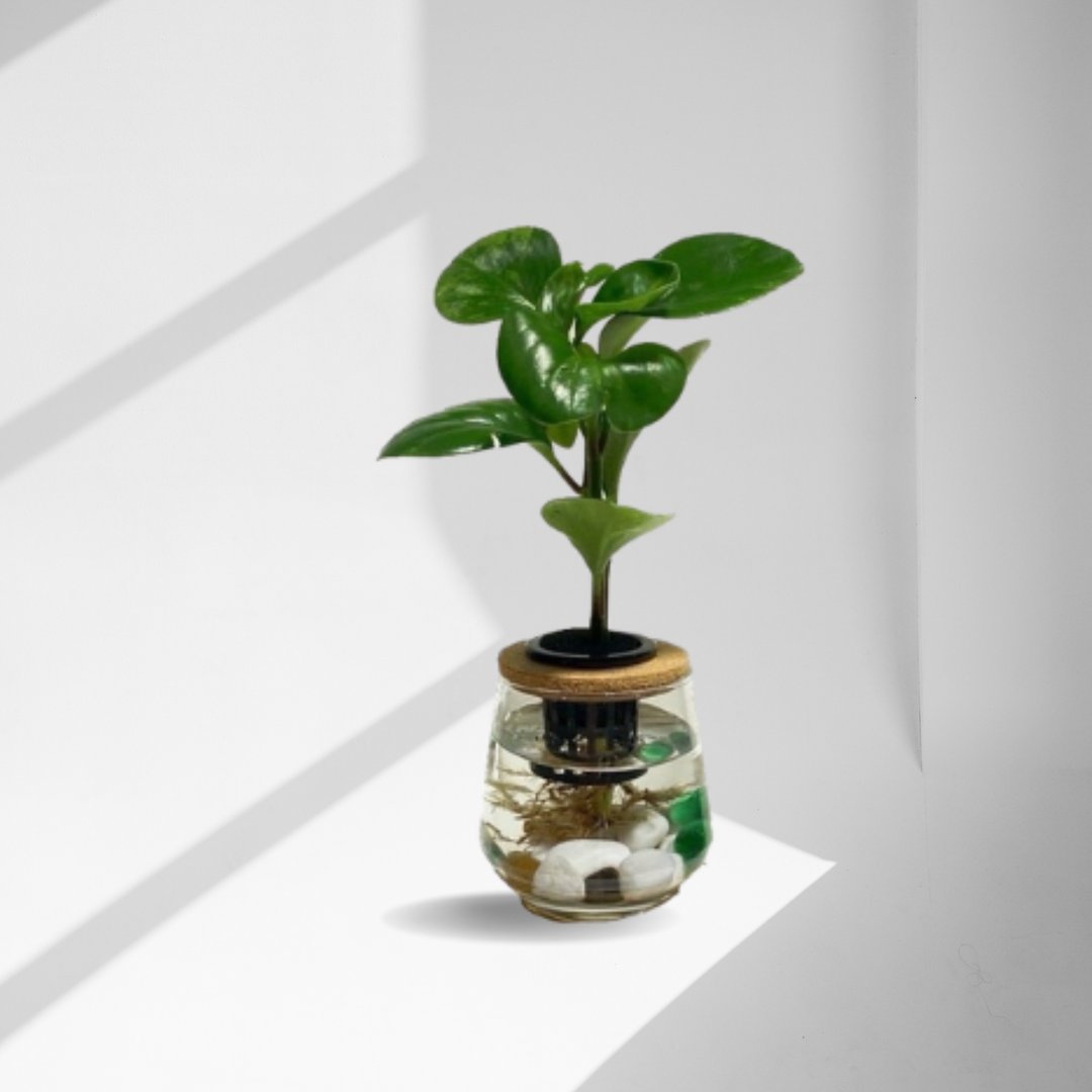 蕨美植栽 室内办公室水耕植栽 圆叶椒草(发财树) x 弧形玻璃瓶 - 植栽/盆栽 - 植物．花 