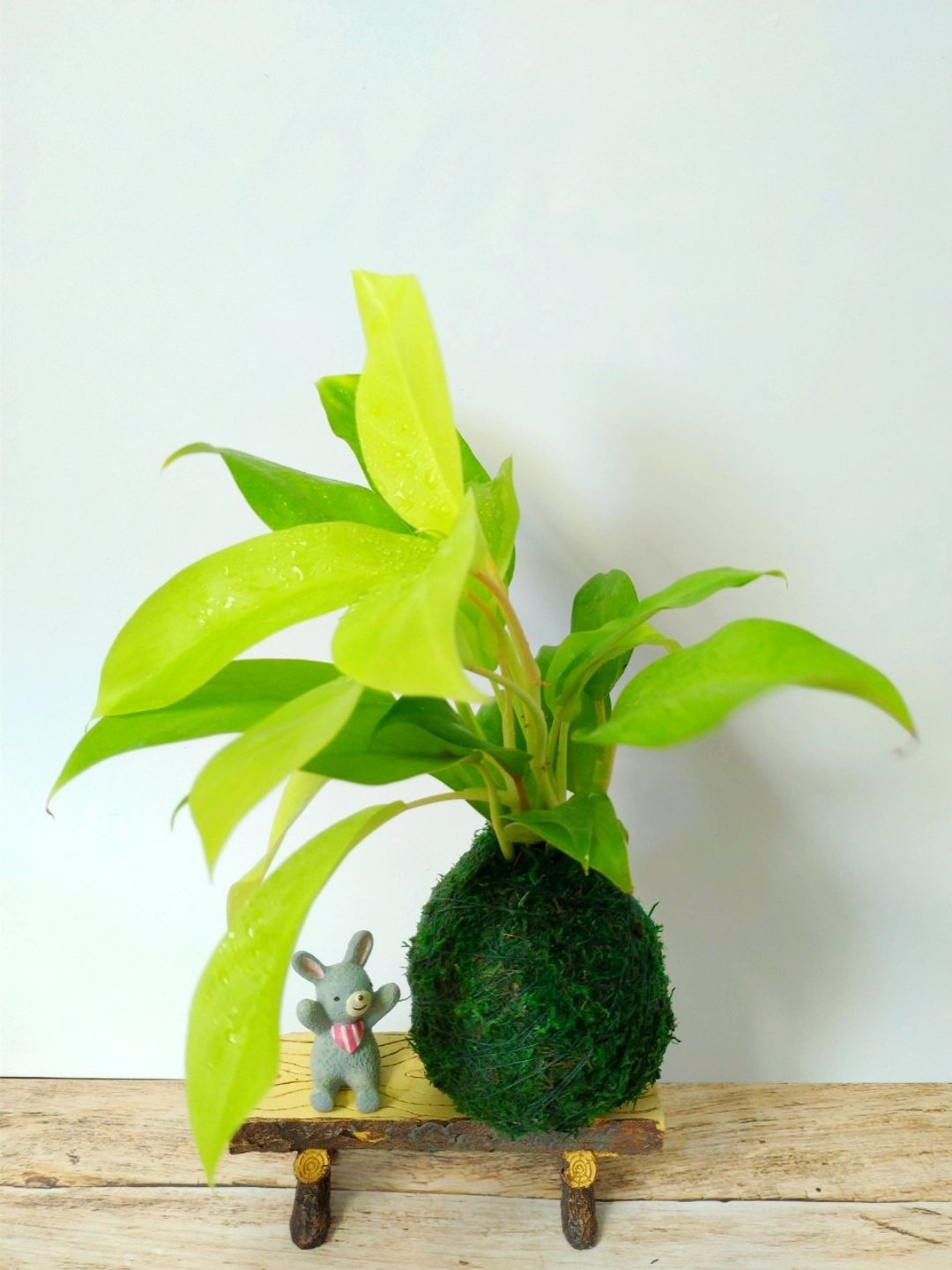 居家幸福苔球 苔玉 绿色水苔 五行幸运植物 阳光蔓绿绒 - 植栽 - 植物．花 