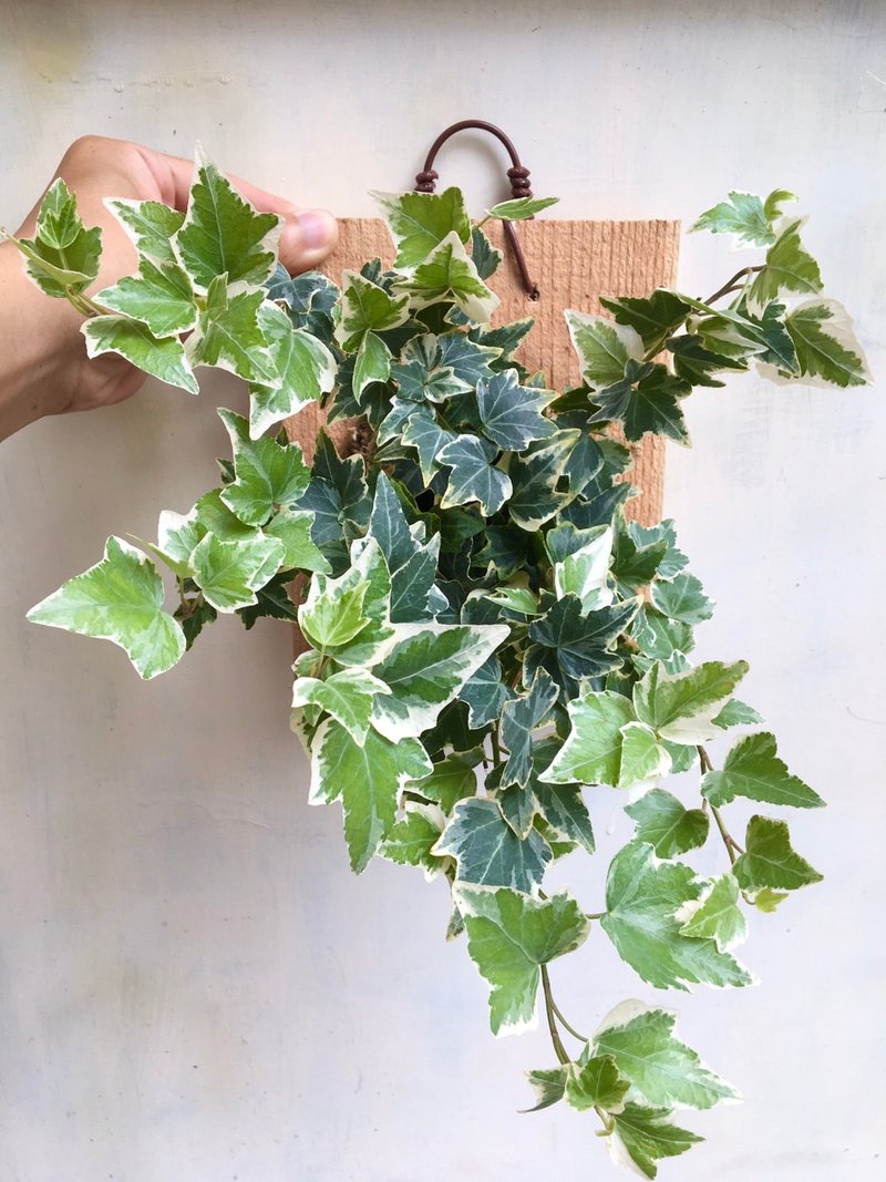 【常春藤(雪白绿)】植物上板 情人节礼物 生日礼物 观叶植物 室内 - 植栽/盆栽 - 植物．花 